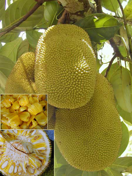 [Fresh_Jackfruit_Sweet_.jpg]