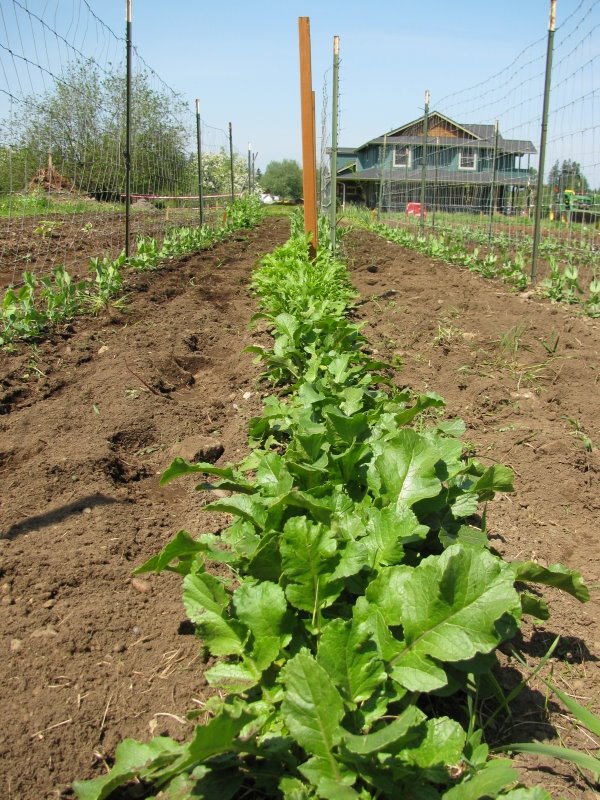 [petersens+farm+and+house.jpg]