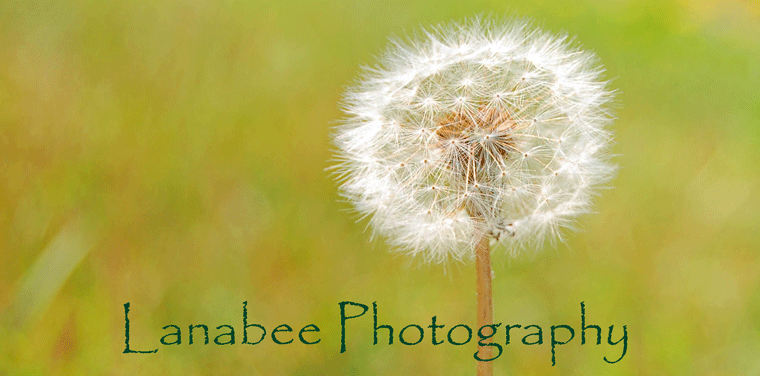 Lanabee Photography