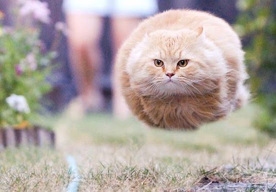 Cool cat picture herehoverball cat! Posted, Reposted, or Reported to you Cool cat picture herehoverball cat! Posted, Reposted, or Reported to you