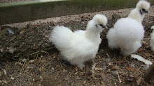 Justices Prized Silkies