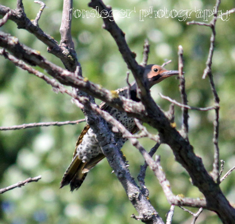 Northern Illinois Birder: Northern Flickers: Yellow-shafted & Red-shafted