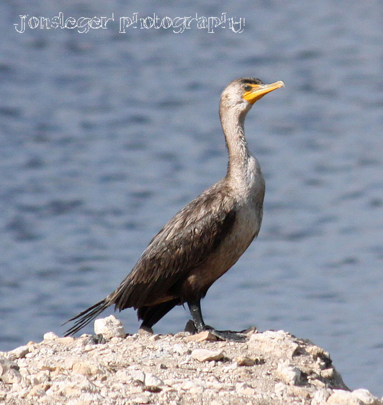 Northern Illinois Birder Doublecrested Cormorants, Brown Pelicans