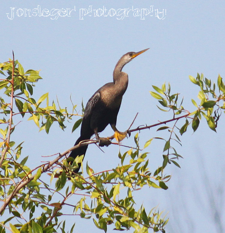 Northern Illinois Birder Anhinga and Doublecrested Cormorant, Puerto