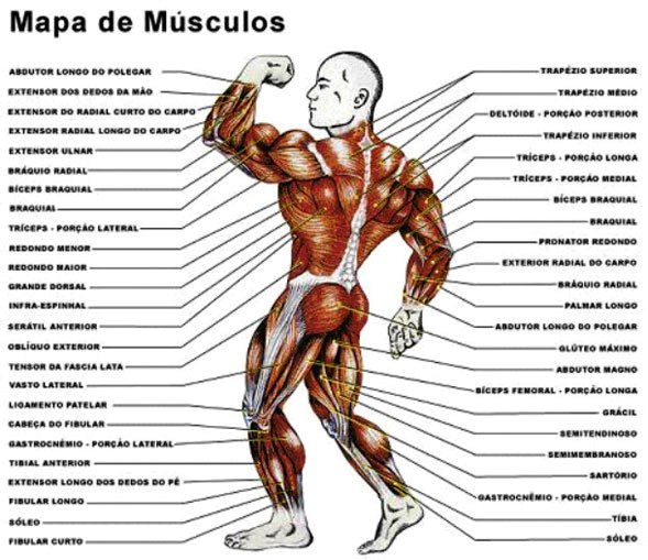 Hipertrofia+muscular
