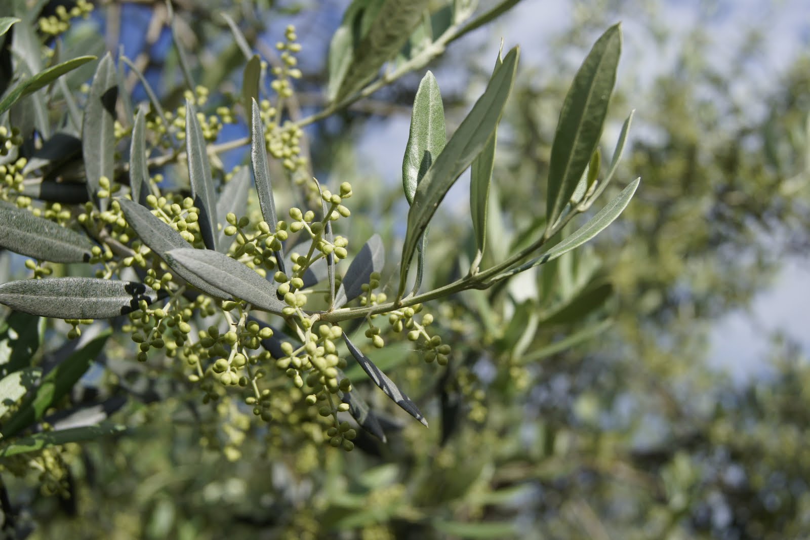 Life on an Italian olive grove Detail of an olive branch