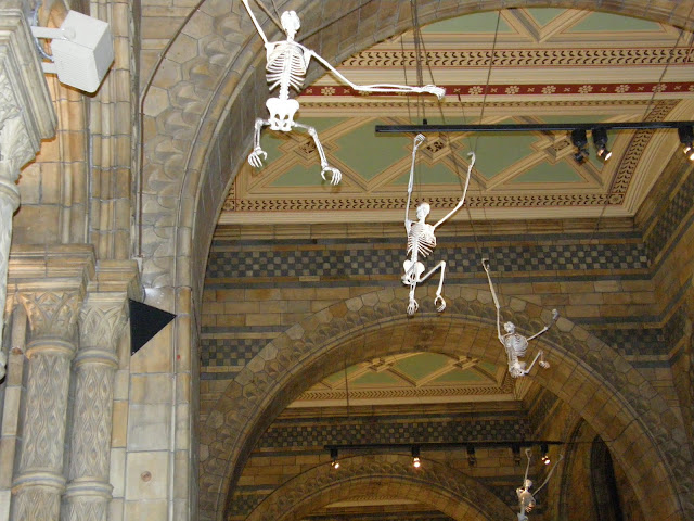  Natural History Museum в Лондоне