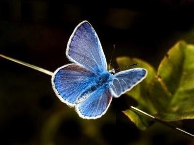 Donde vuelan las mariposas...: Una Mariposa Azul