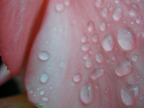 [pink-rain.jpg]