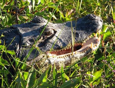 [jacaré.jpg]