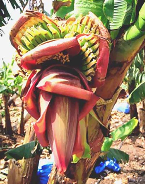 [flor-de-bananeira.jpg]