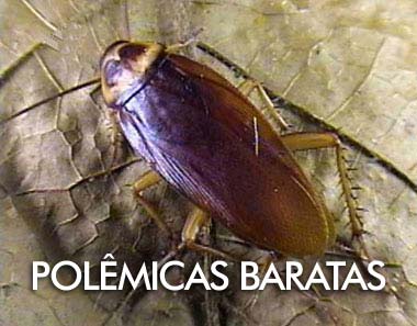 [baratas.jpg]