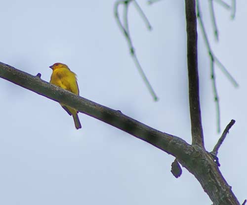 [canário-da-terra.jpg]