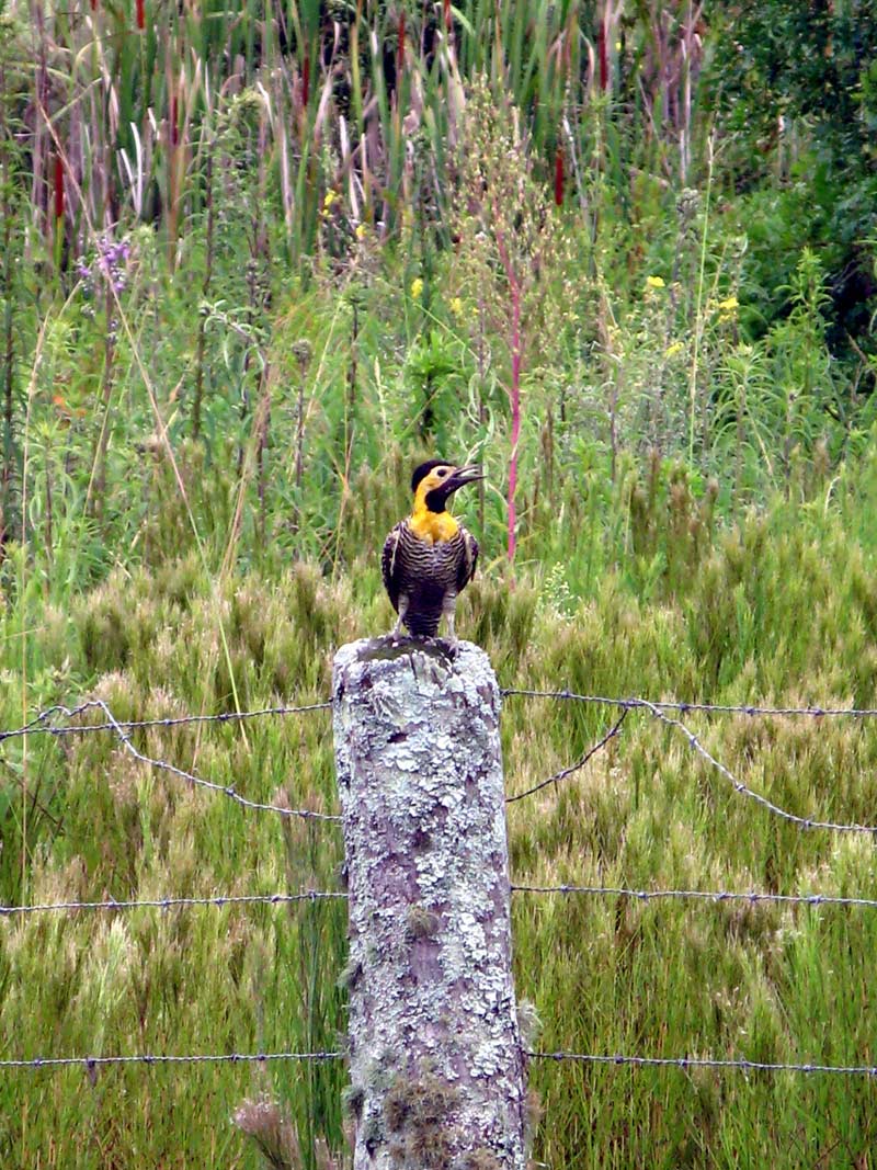 [DOM-18.01.2009-032-A.jpg]