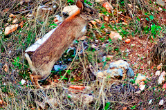 CONEJO DE CAMPO, T. F.
