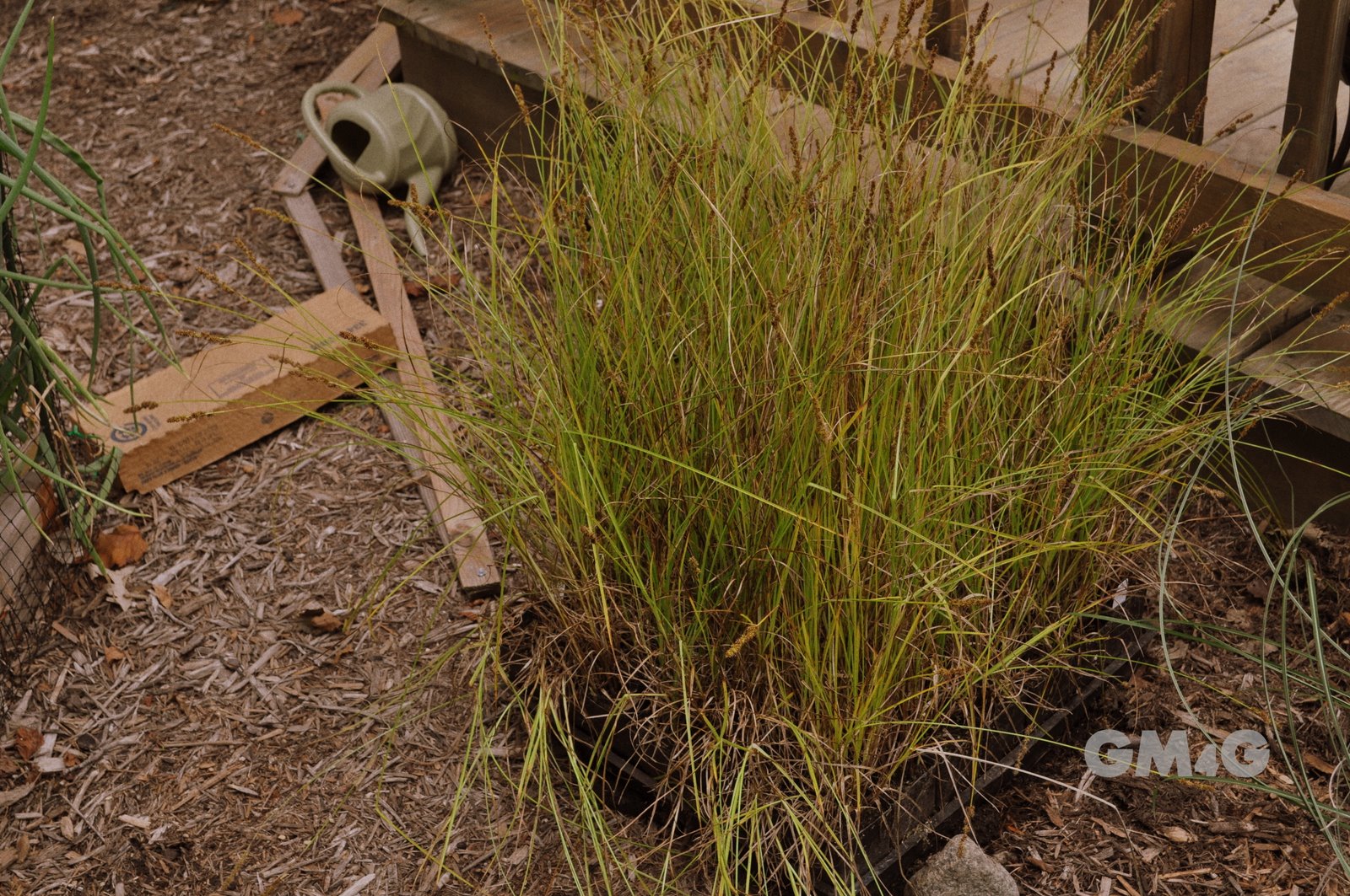 [Garden+and+july+044.JPG]