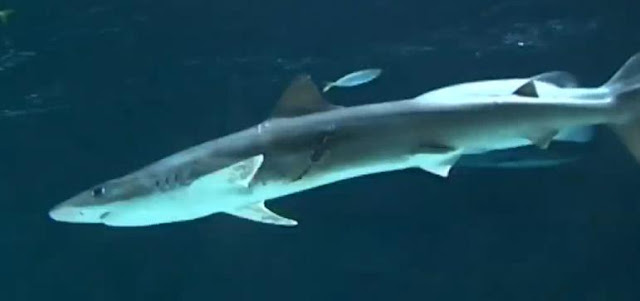 Shark Bite Caesarean Saves Babies In New Zealand