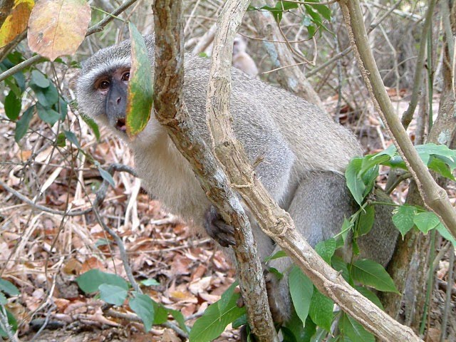 [Macacos+do+Malongo+Cabinda+08.JPG]
