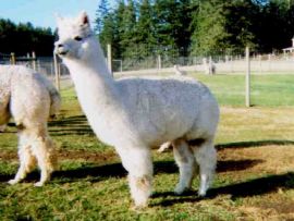 [18605_94580_Tinkerbell.jpg]