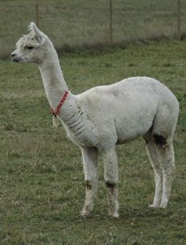 [18605_94568_12251_35107_ember.jpg]