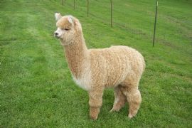 [11559_73591_100_1776.jpg]