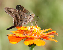 Long Tailed Skipper