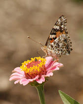 Painted Lady Wings Together