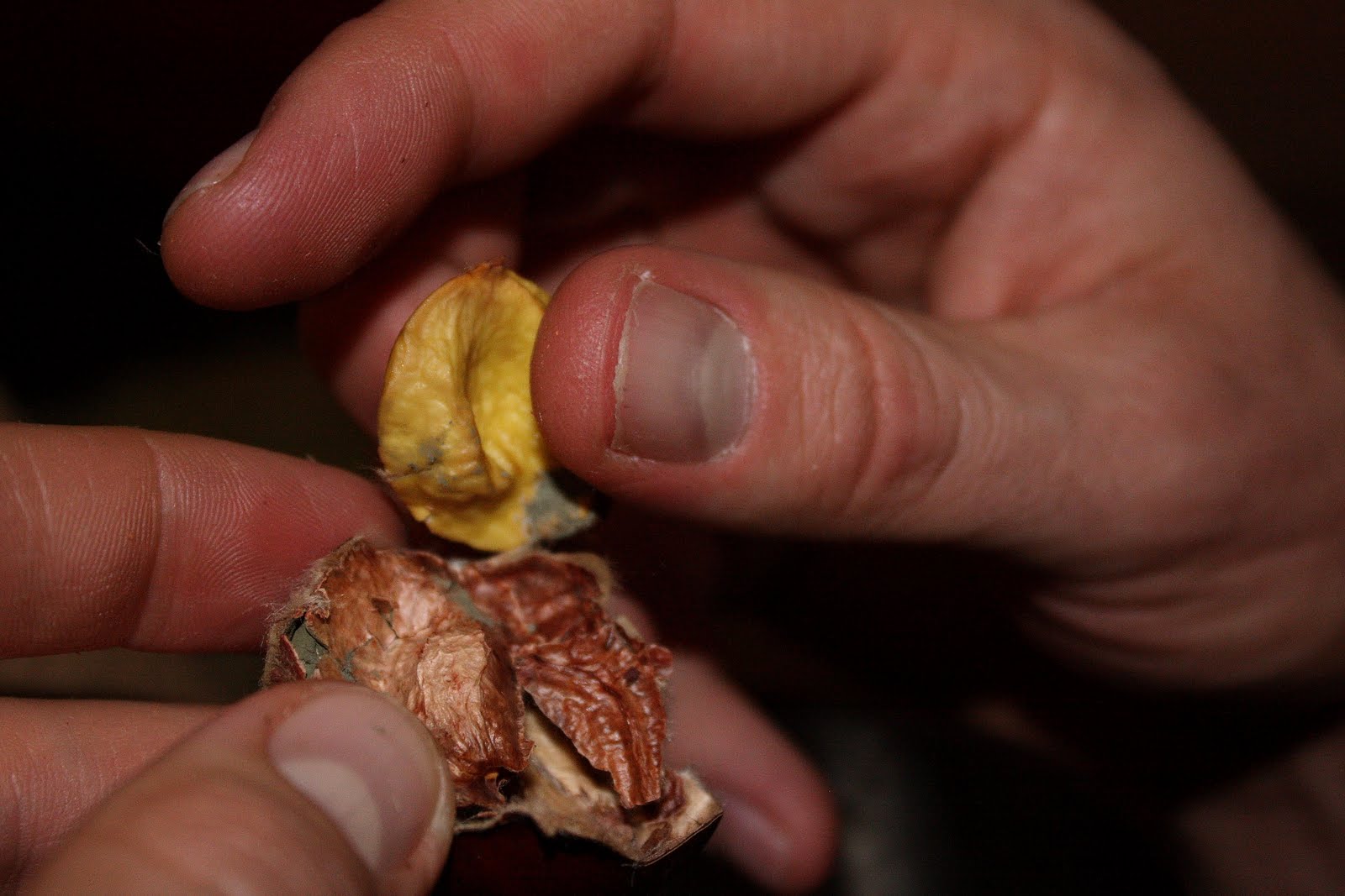 Kina Wilde Moldy Chestnuts