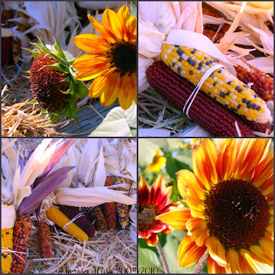Sunflowers and Indian Corn, Photography