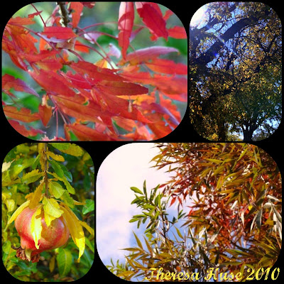 photo collage of November leaves trees and sky