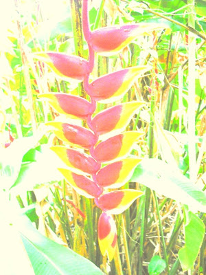 HELECONIA copyright cosanostradamus