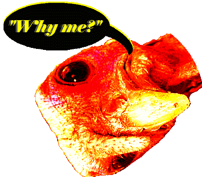 TURKEYface copyright 2008 Cosanostradamus