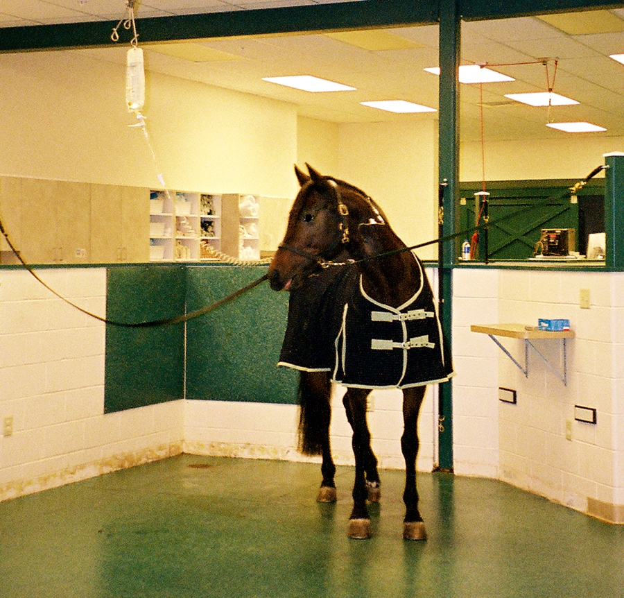 man fingering mare horse