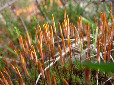 polytrichum sporophytes donegal wildlife capsules mature open these commune