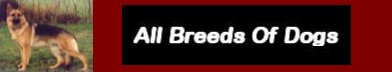 All Breeds Of Dogs