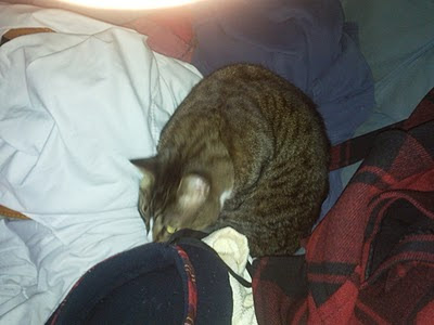 Kitty finds a pile of clothes to groom in