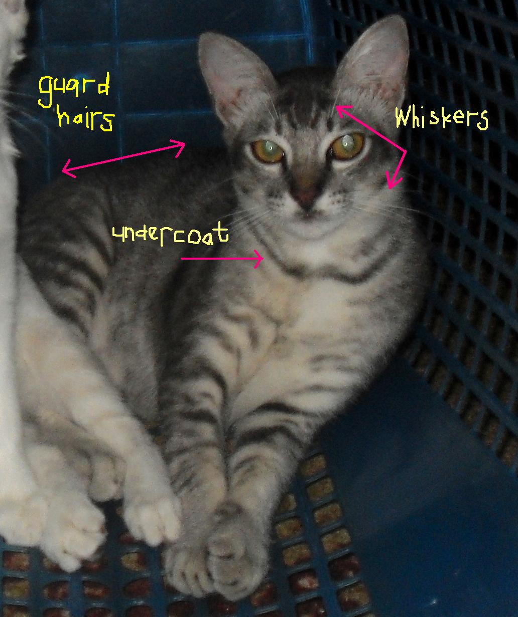 Sweet Lil Kitties What is the difference between cat fur and cat hair?