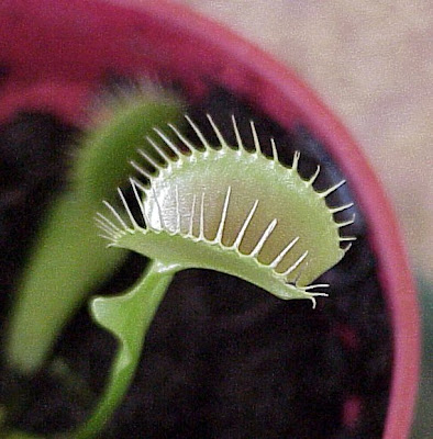 green flytrap venus plant