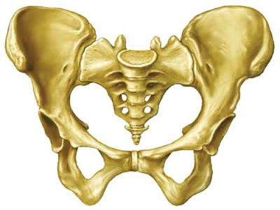 Pelvis 1
