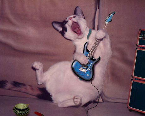 Cat Rocking Out on the Guitar