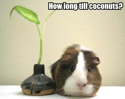 How long till coconuts