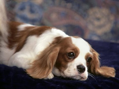 dogs, puppies,cute and dogs and puppies. dogs, puppies,cute and