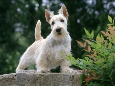 Images Dogs and Puppies dogs and puppies together. Images Dogs and Puppies