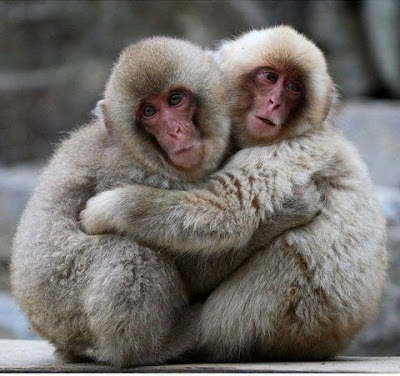 Animal Couples