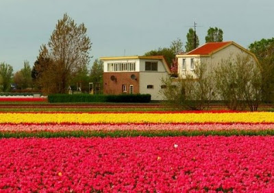 Holland Gardens and Flower - Flower ดอกไม้ Garden สวน Florists Flora