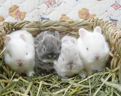 sevimli tavsan yavruları =) Cute+rabbits+flickzzz.com+6009-711842
