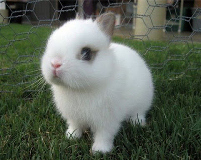 sevimli tavsan yavruları =) Cute+rabbits+flickzzz.com+5007-703078