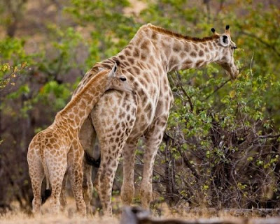 Animals In Africa Animals In Africa