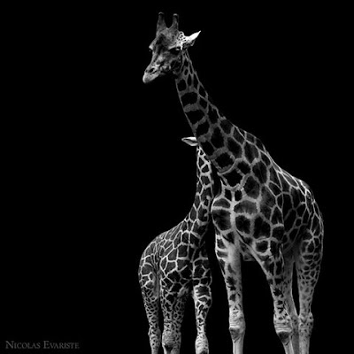 Animals In Black And White black and white photos of animals. Animals In Black And White