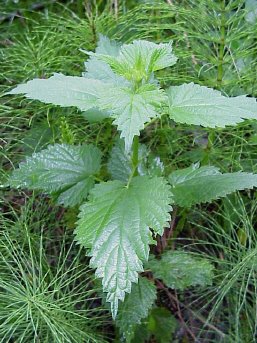 [14051nettle.jpg]